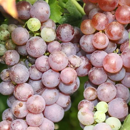 Semesterpark Robiniapark Szolad