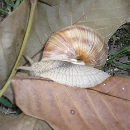 Semesterpark Robiniapark Szolad