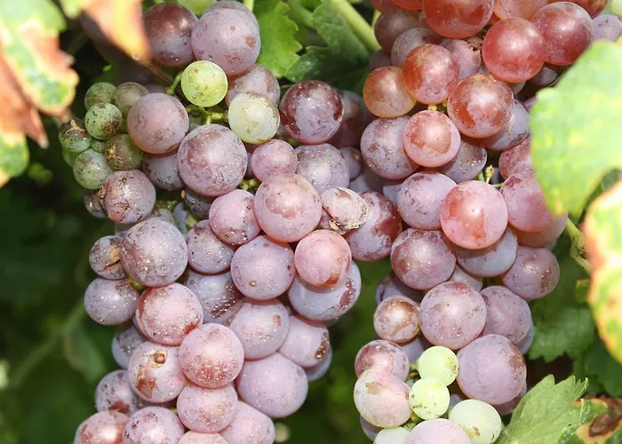 Vakantiepark Robiniapark Szolad